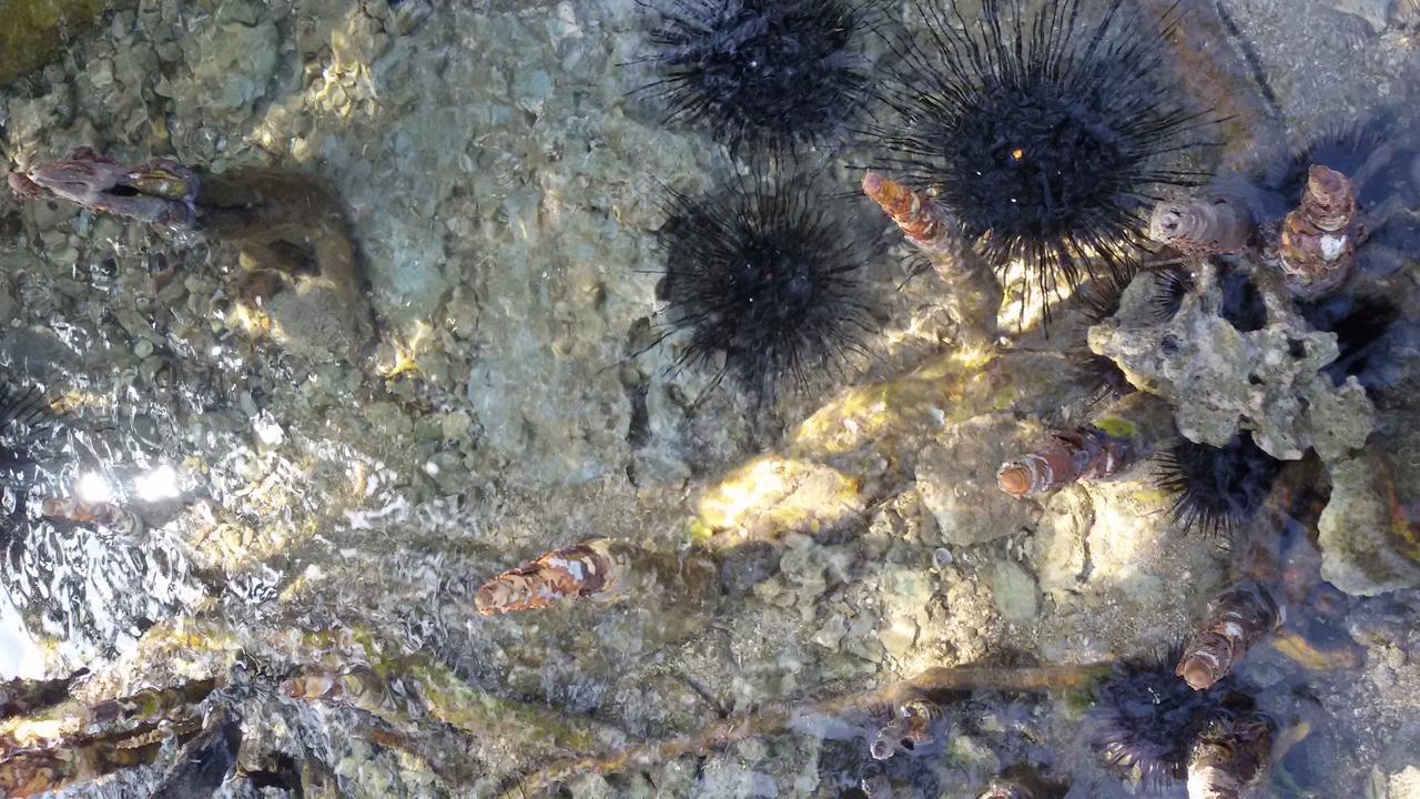 Bahari Pori Resort Pangani Luaran gambar